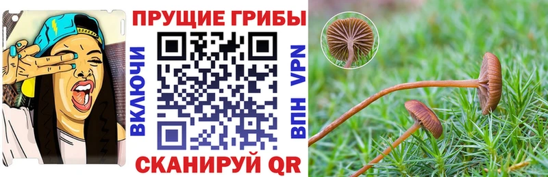 Купить где  Заводоуковск  Галлюциногенные грибы Magic Shrooms 